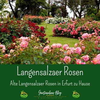 Alte Langensalzaer Rosen in Erfurt zu Hause 1