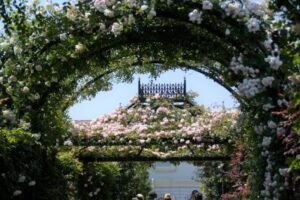 Alte Langensalzaer Rosen in Erfurt zu Hause - Rosengarten