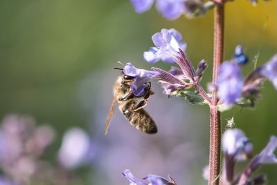Nachhaltige Gartenpraktiken - 12 Insektenfreundlicher garten
