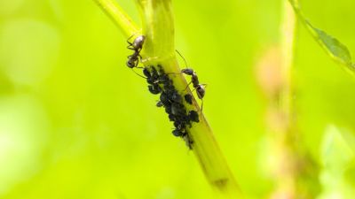 Nachhaltige Gartenpraktiken - 4 Natürliche Schädlingsbekämpfung
