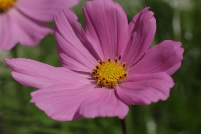 07 Blühende Gartenpflanzen
