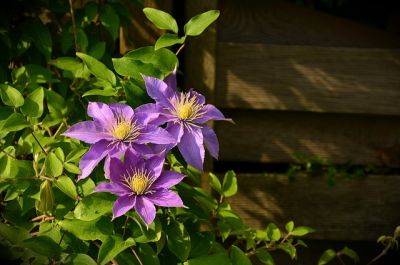09 Kletterpflanzen für den Garten