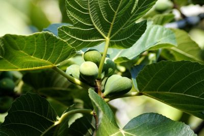 10 Mediterrane Gartenpflanzen