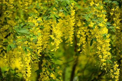 11 Giftige Gartenpflanzen
