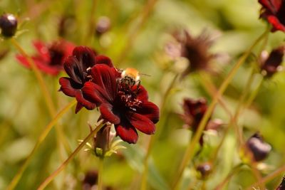 12 Pflegeleichte Gartenpflanzen