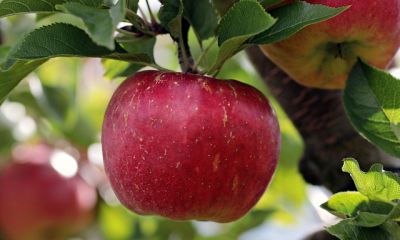 13a Pflegeleichte Obstsorten für den Garten