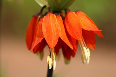 14 Exotische Gartenpflanzen