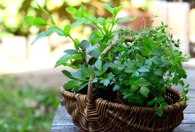 15 Küchenkräuter für den Garten