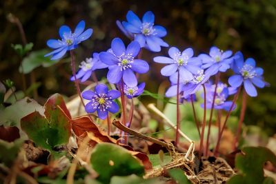 17 Farbgestaltung mit Gartenpflanzen