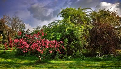 Heimische Gartenpflanzen - Gehölze