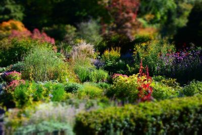 Heimische Gartenpflanzen - Wildstauden
