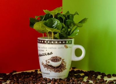 Kaffeepflanzen im Garten anbauen - Kaffeepflanze
