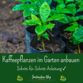 Kaffeepflanzen im Garten anbauen - Schritt-für-Schritt-Anleitung