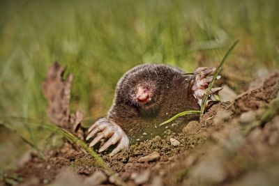 Maulwürfe loswerden - Maulwurf guckt aus Rasen