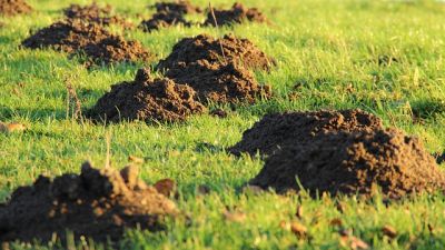 Maulwürfe loswerden - Maulwurfshügel
