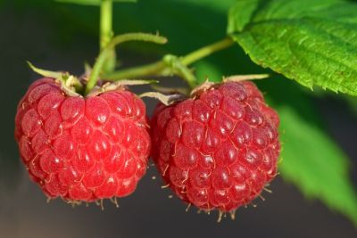 Pflegeleichte Obstsorten für deinen Garten - 2 Himbeere