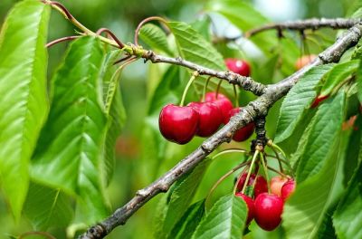 Pflegeleichte Obstsorten für deinen Garten - 3 Kirschbaum