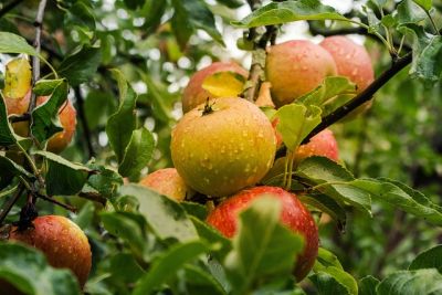 Pflegeleichte Obstsorten für deinen Garten - 4 Apfelbaum
