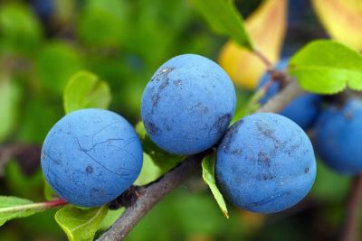 Pflegeleichte Obstsorten für deinen Garten - 6 Zwetschge