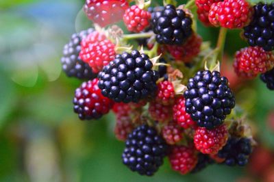 Pflegeleichte Obstsorten für deinen Garten - 7 Brombeere