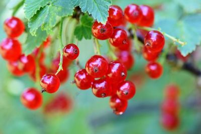 Pflegeleichte Obstsorten für deinen Garten - 8 Johannisbeere