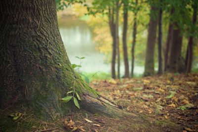 Waldgarten - Bild 1