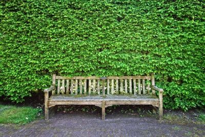 Ziersträucher im Garten - Buchenhecke