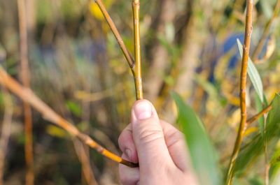 Ziersträucher im Garten - Hecke schneiden