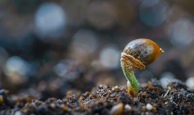 ganz frisch gekeimter Cannabissamen
