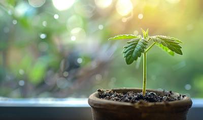 gekeimte Cannabispflanze auf einer Fensterbank